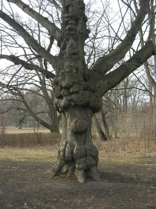 tree a strange park