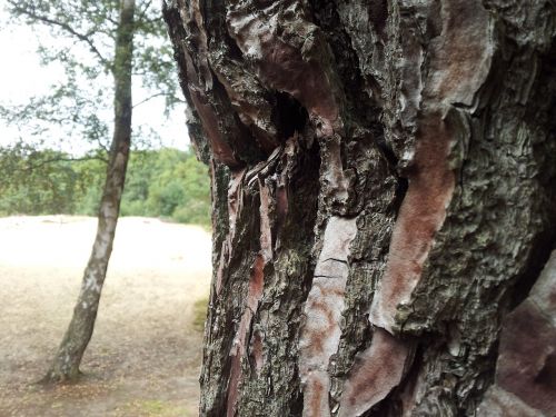 tree bark tree trunk