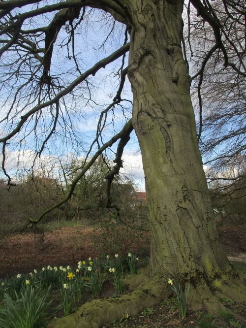 tree spring daffodils
