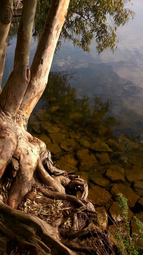 tree water reflection