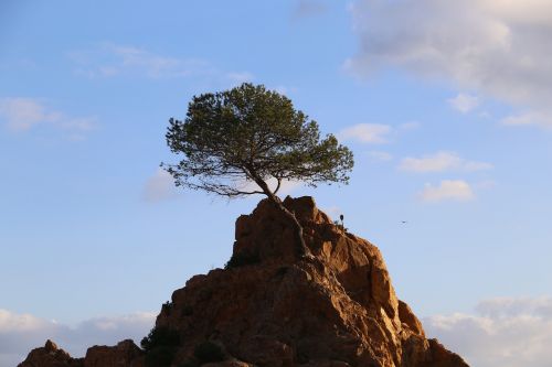 tree soledad force