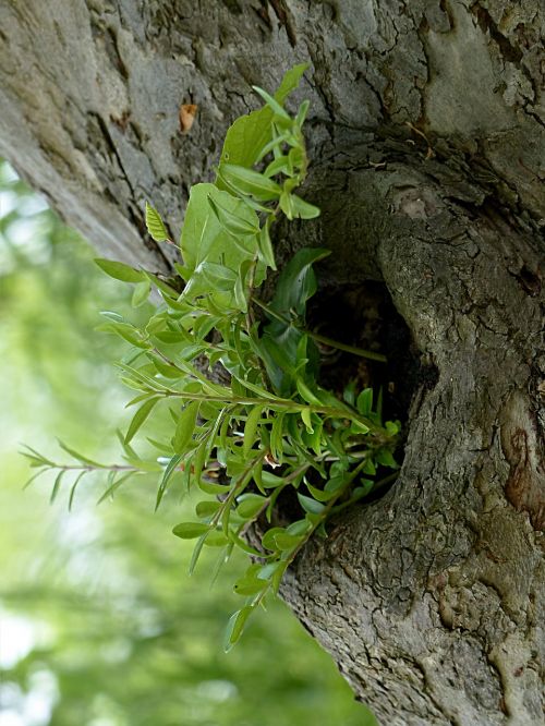 tree log tree opening