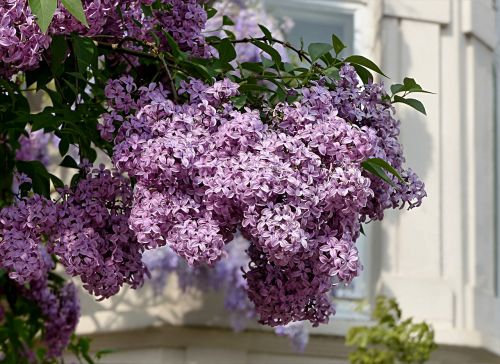 tree lilac tree syringa