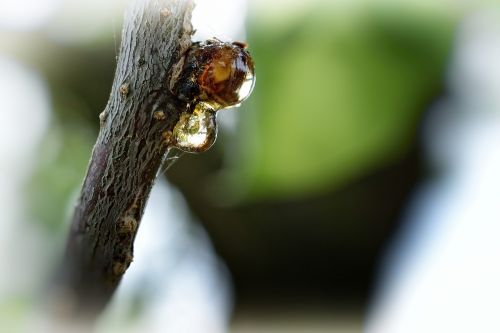 tree branch nature