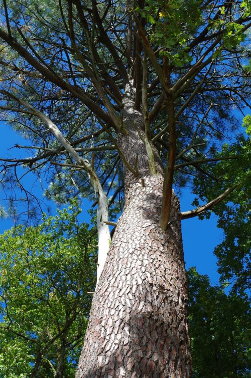 tree sky spring