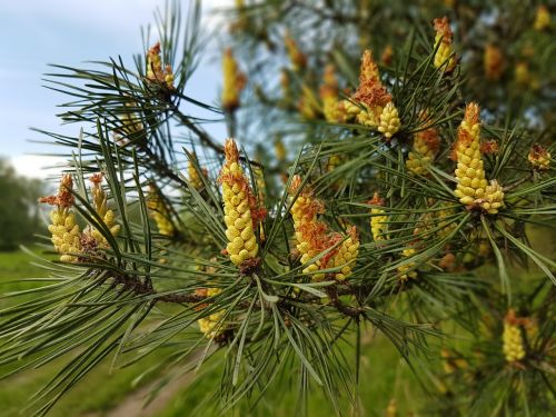 tree pine cones