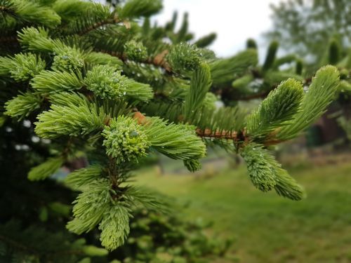 tree spring green