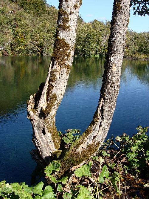 tree trunk lake