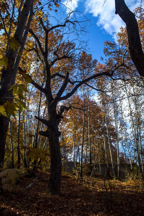 tree landscape forest