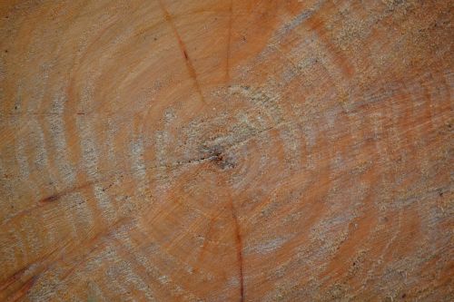tree wood circles