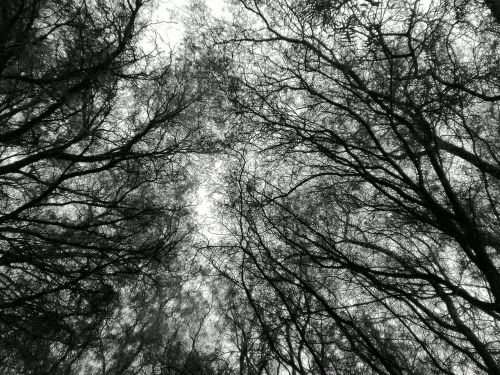 tree black and white trees