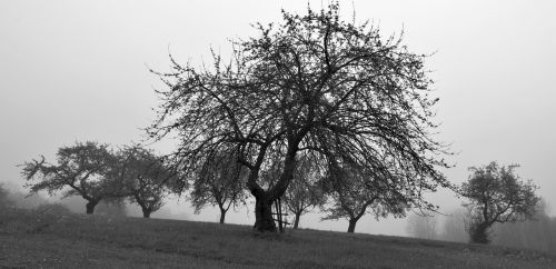 tree sad landscape