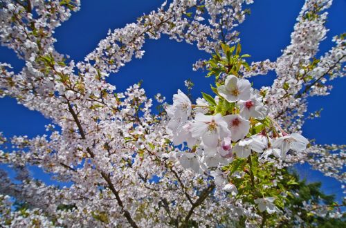 tree spring cherry blossom