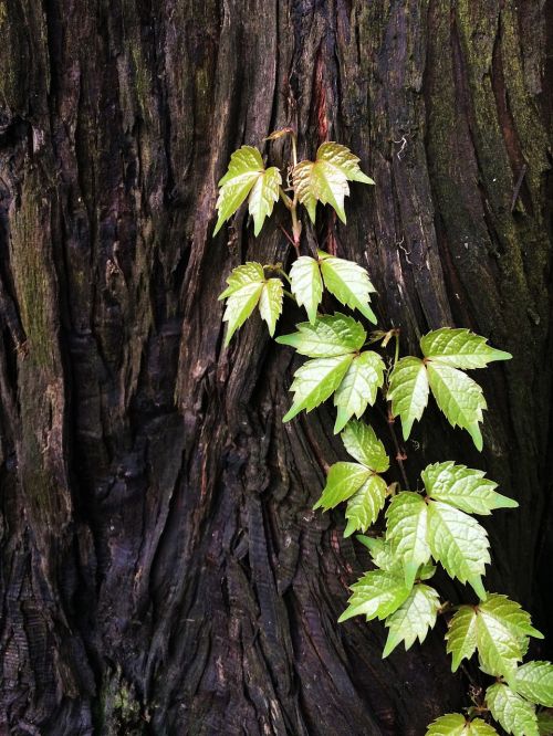 tree leaf green