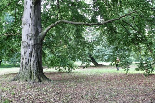 tree landscape nature