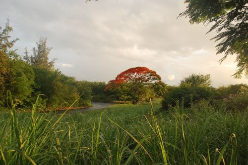 tree mauritius green