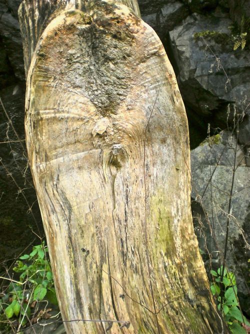 tree wood nature
