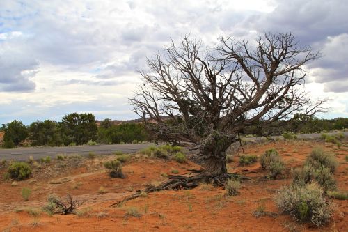 tree desert landscape