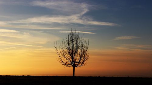 tree morning morgenrot