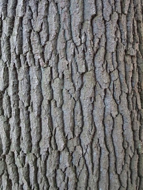 tree bark nature