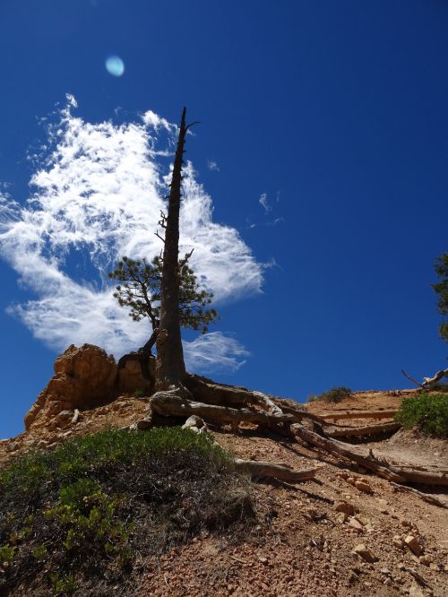 tree nature summer