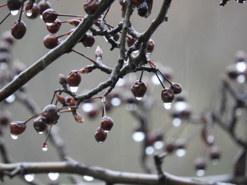 tree nature rain