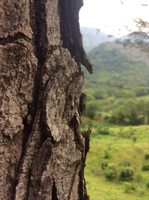 tree nature trunk