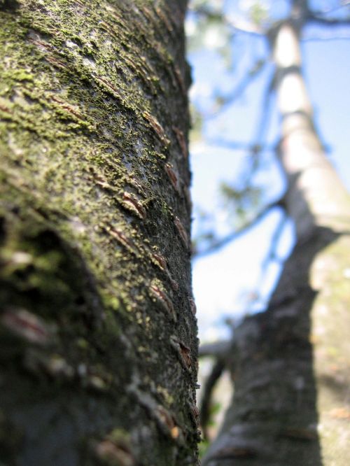 tree bark nature