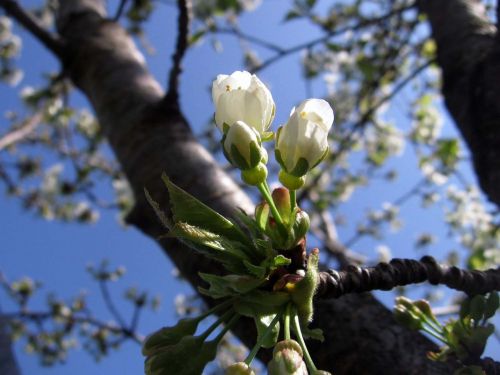 tree flowers buds