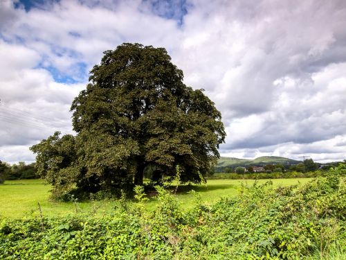 tree landscape nature