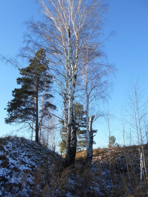 tree birch sky