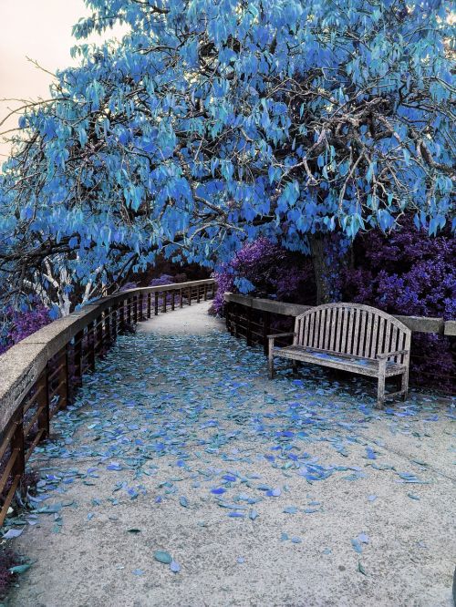 tree blue seat