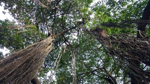 tree nature banyan tree