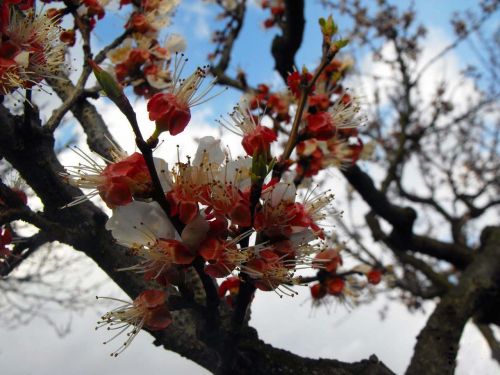 tree apricot flowers