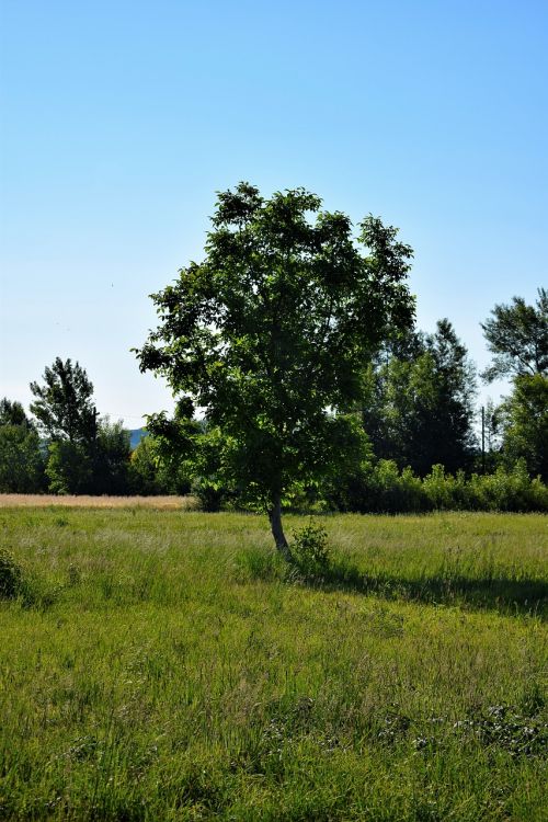 tree summer green