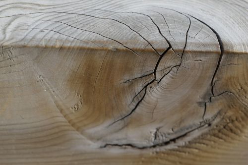 tree background wood