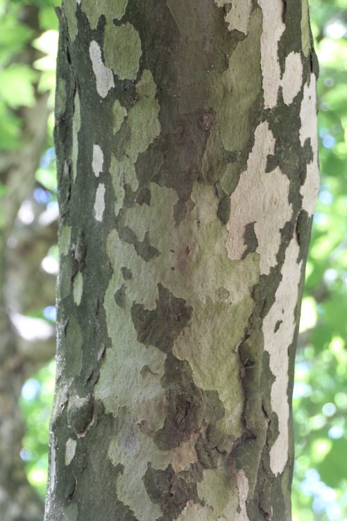 tree bark log