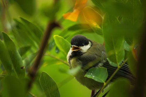 tree tit chick