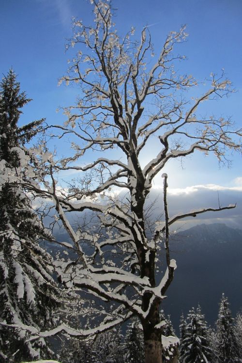 tree winter snowy