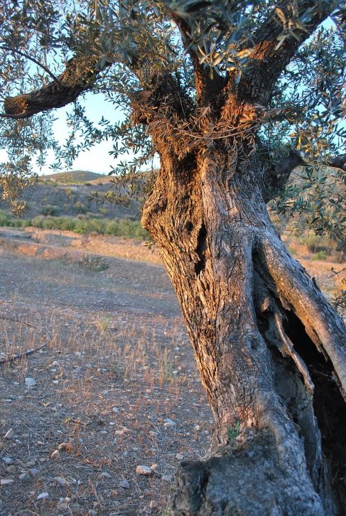 tree olive sun