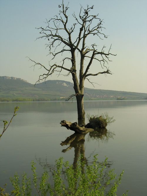 tree lake nature