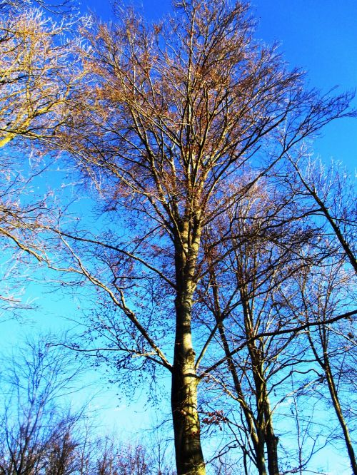 tree forest landscape