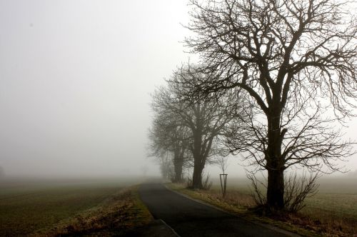 tree fog landscape