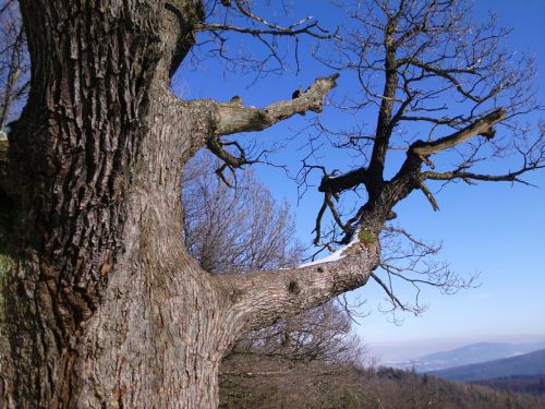 tree branch sky