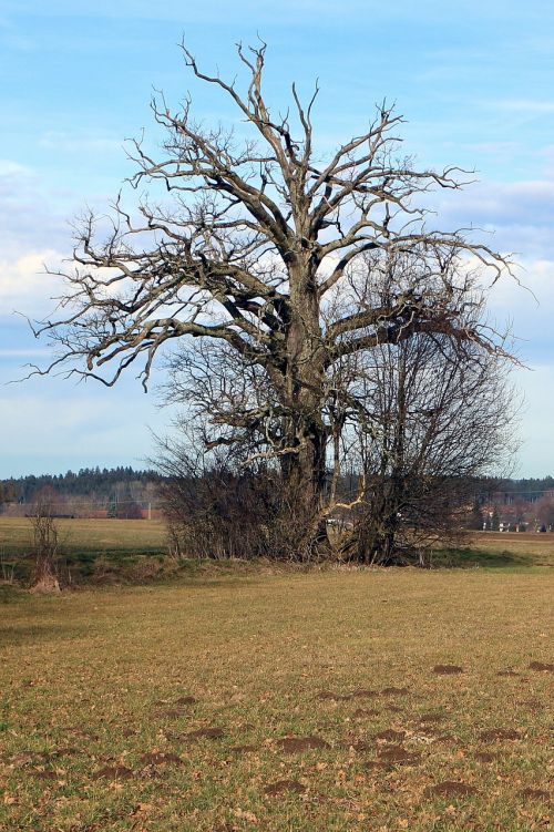 tree individually old
