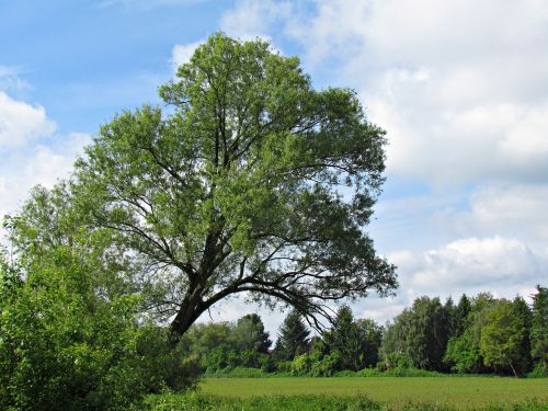 tree spring nature