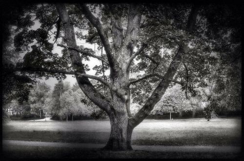 tree trees landscape