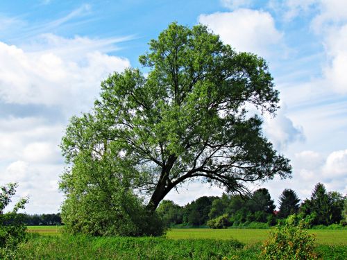 tree nature field