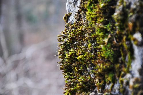 tree green forest