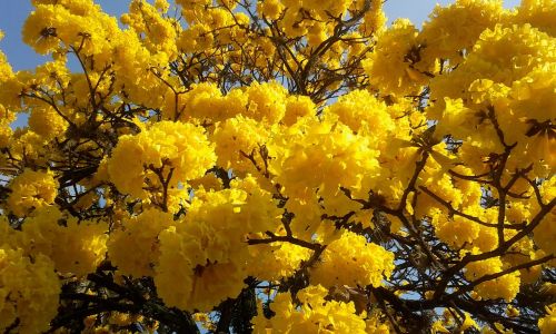 tree lapacho yellow yellow flowers